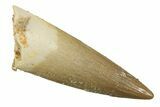 Fossil Plesiosaur (Zarafasaura) Tooth - Morocco #297964-1